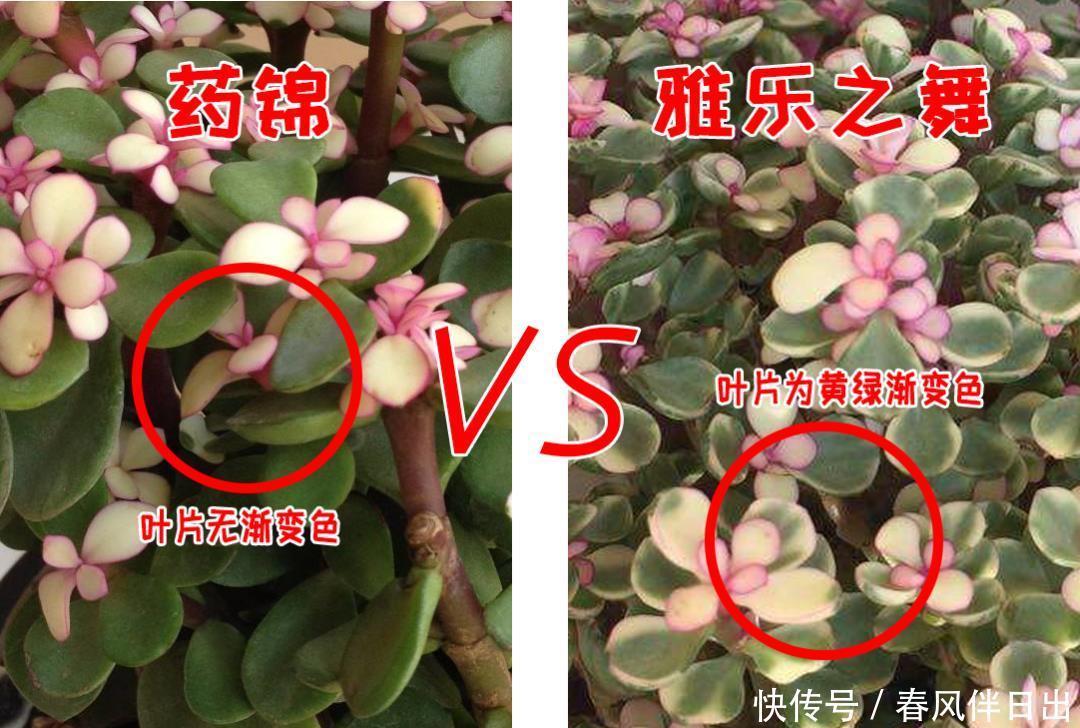 分辨|你买回去的真的是雅乐之舞吗?小心别买到药锦,如何有效分辨它们