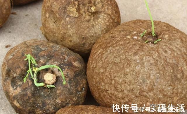 雍容华贵|这些植物“老寿星”，个个能活100岁，泼辣无比，比人还长寿