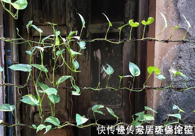 家里这些花卉吊起来养,既增加了观赏价值,又节省了养殖空间