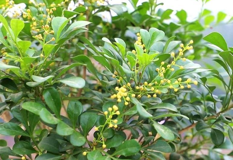 虎刺梅|看看这几种花,赶紧搬到室外吧,看着美但真不能养在屋里