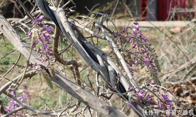 胶东游记：莱阳、海阳和栖霞，都有“紫藤抱古树”的风景