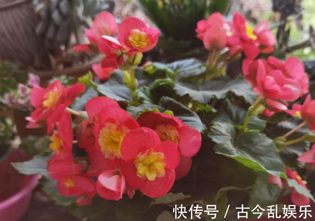 天竺葵|适合秋天养的12种花,耐阴又耐寒,秋冬长得更精神