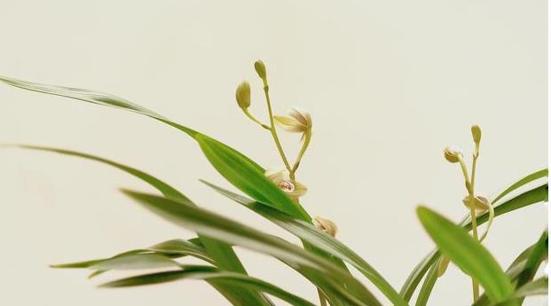 施肥|夏季养兰花要慎重,分清楚养护工作上的事,什么该做,什么不该做