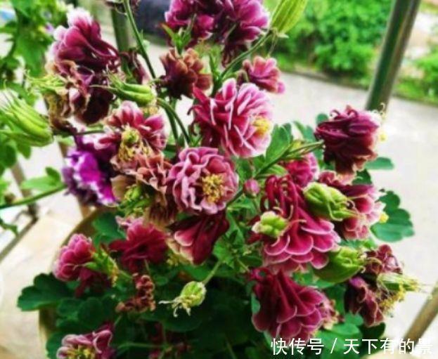 几款花卉,花开繁盛花香怡人,雍容华贵,养护简单