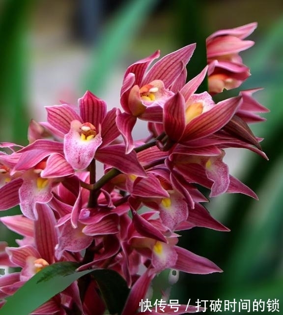它被誉为“兰中贵妃”,有色有香,花姿典雅,值得花迷们居家养护