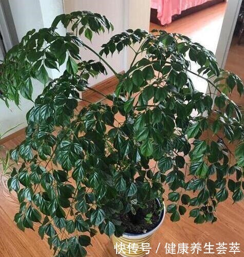 家养幸福树,只需“5招”,枝芽蹭蹭冒出来,油绿旺盛,成镇宅树!