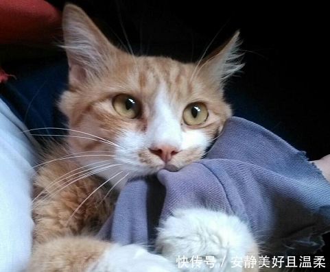 爱咬人的流浪猫都是白眼狼 那是你不了解它们的 苦衷 快资讯