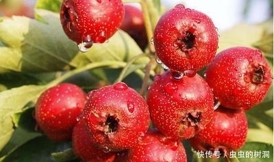 中年|立冬后,女人常食此果,能改善面色暗沉,皮肤干枯,形体消瘦