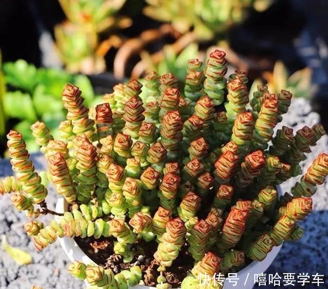 适合过年购买的8种招财植物,好看又吉祥!