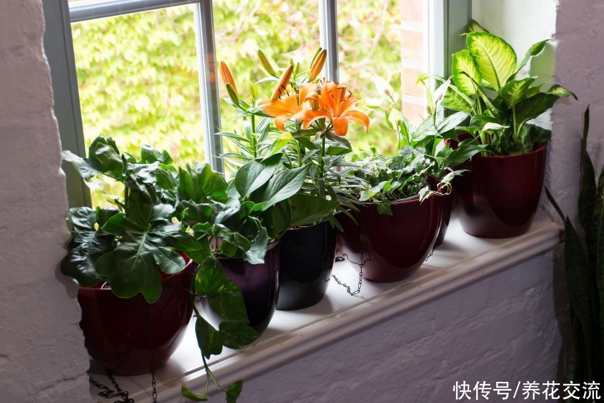 土面|家里的盆栽植物土面长满白色毛毛，这些霉菌对人和植物有害吗？