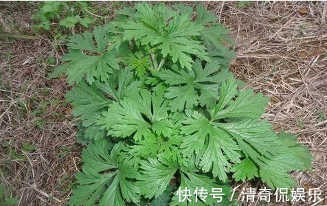 艾叶|地里没人要的野草，却是腰间盘突出的“救命草”，三天就见效