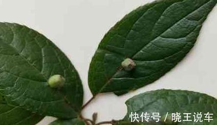 叶子上开花结果的植物您见过吗,它就是青荚叶