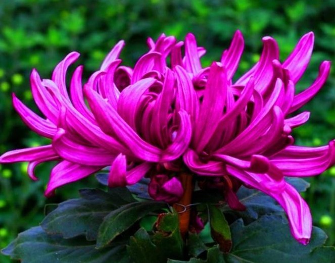 忘了翠菊！养盆“菊花贵族”，花大色艳胜牡丹，好养易活，开90天