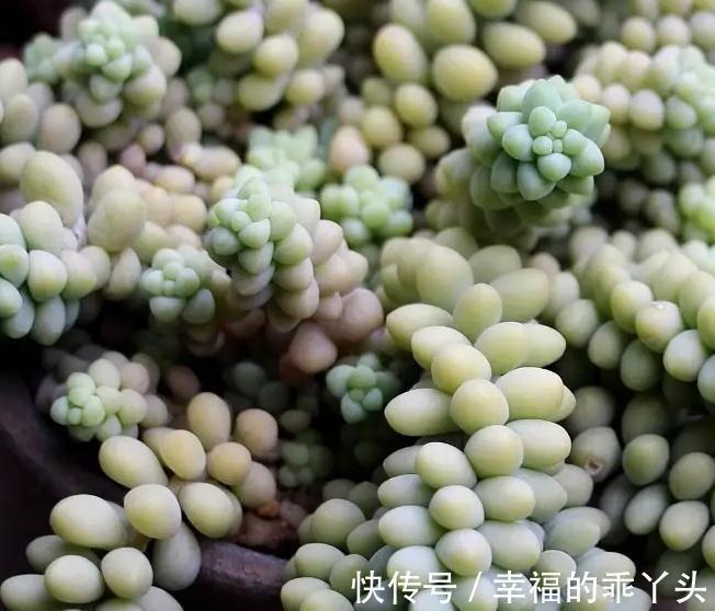 浅谈多肉植物怎么缓根