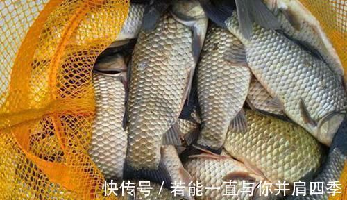 水温|窝中有鱼但是无口，你需要做这些调整，很快就能见效！