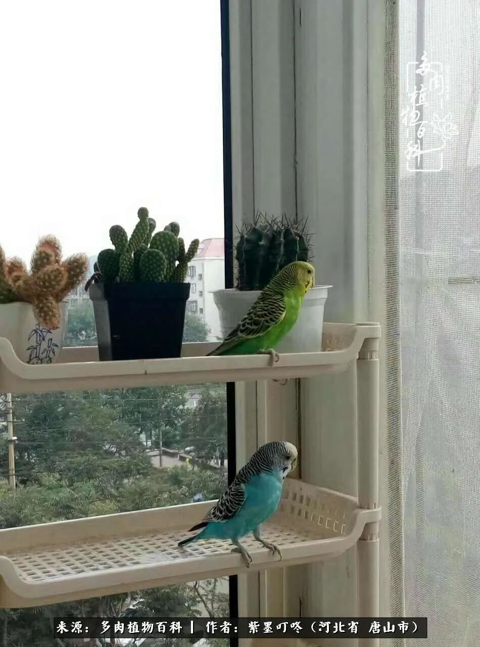 普货|从平凡中寻找美感,从噪杂中寻找宁静——多肉给予我的心灵疗愈!