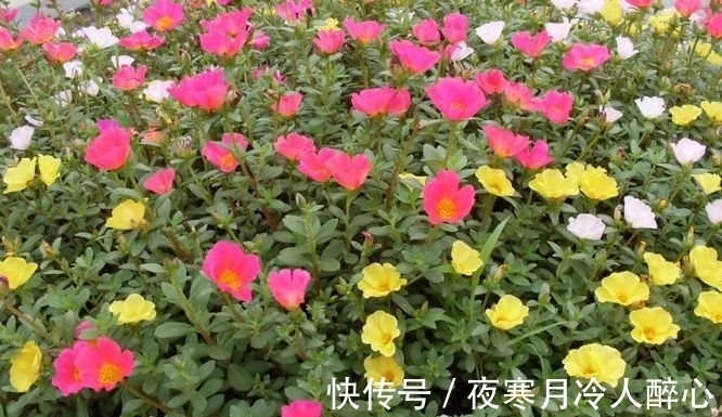 清香木|农历十一月大雪后,养什么花?家里养3种花,喜气盈门如意平安