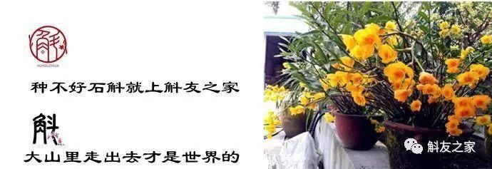 树木|树木切割是一门艺术