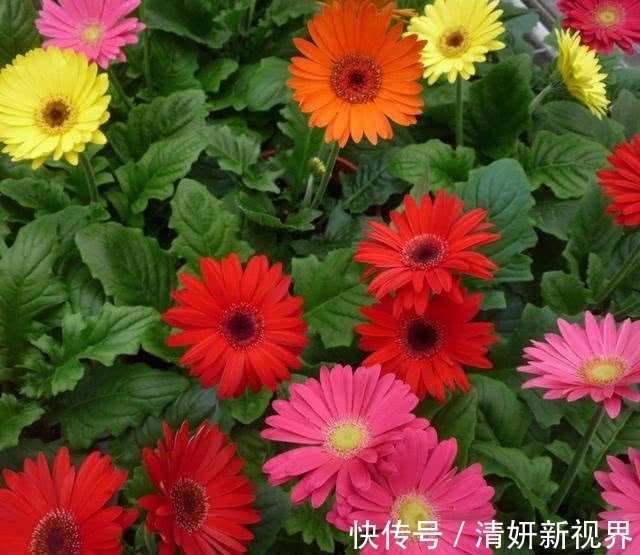 菊花|夏天适合养这“菊花”,1朵花能开15天,耐热又耐旱,天天看花