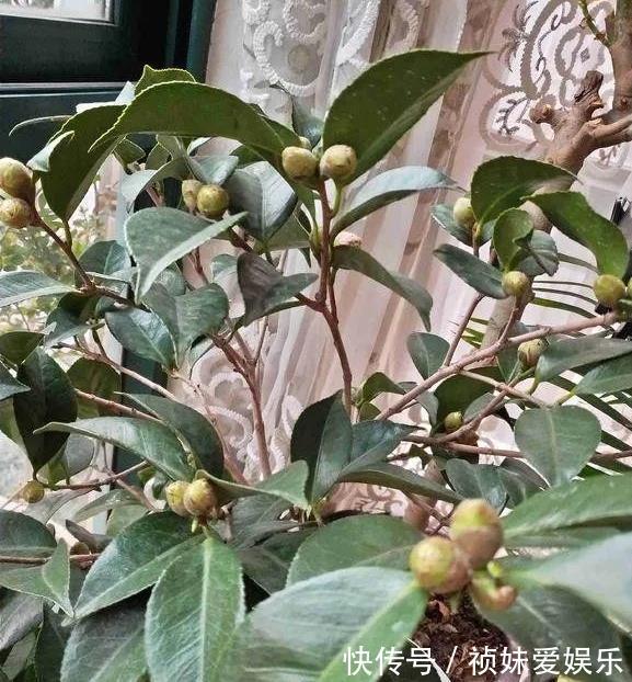 花友|茶花怎样养才能一年比一年开花多正确疏蕾和追肥必不可少