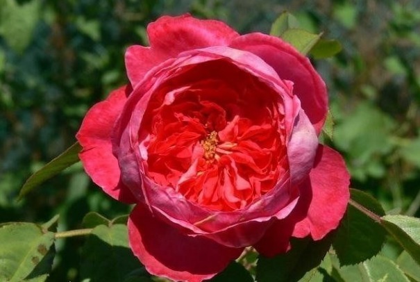 新手养花,不如养盆花中精品“布里顿玫瑰”,红艳欲滴,气质典雅