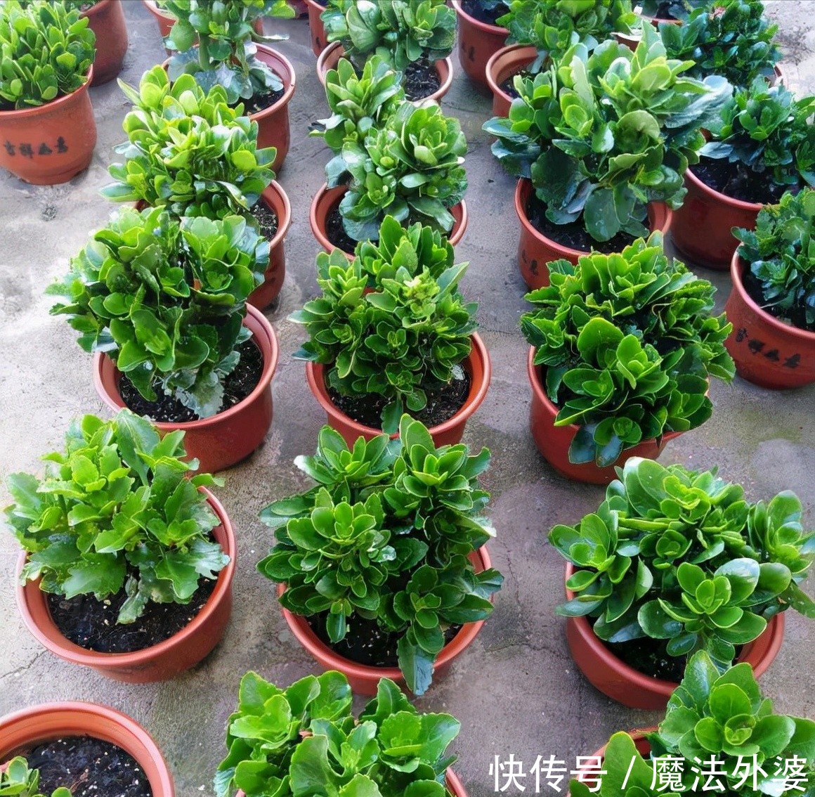 枝条|冬天“扦插”4种花,正是好时机,生根快,成活率高,容易的很