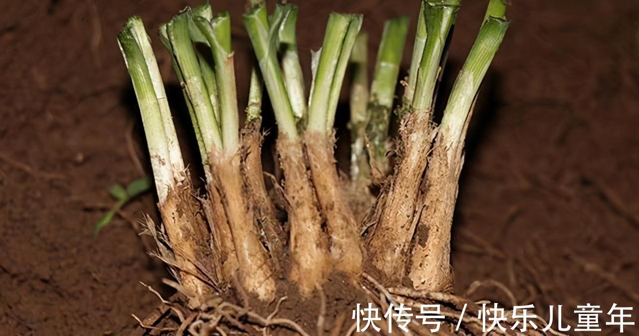 栽种|5步教你盆栽韭菜,根根粗壮“像小葱”,过年割了,包饺子