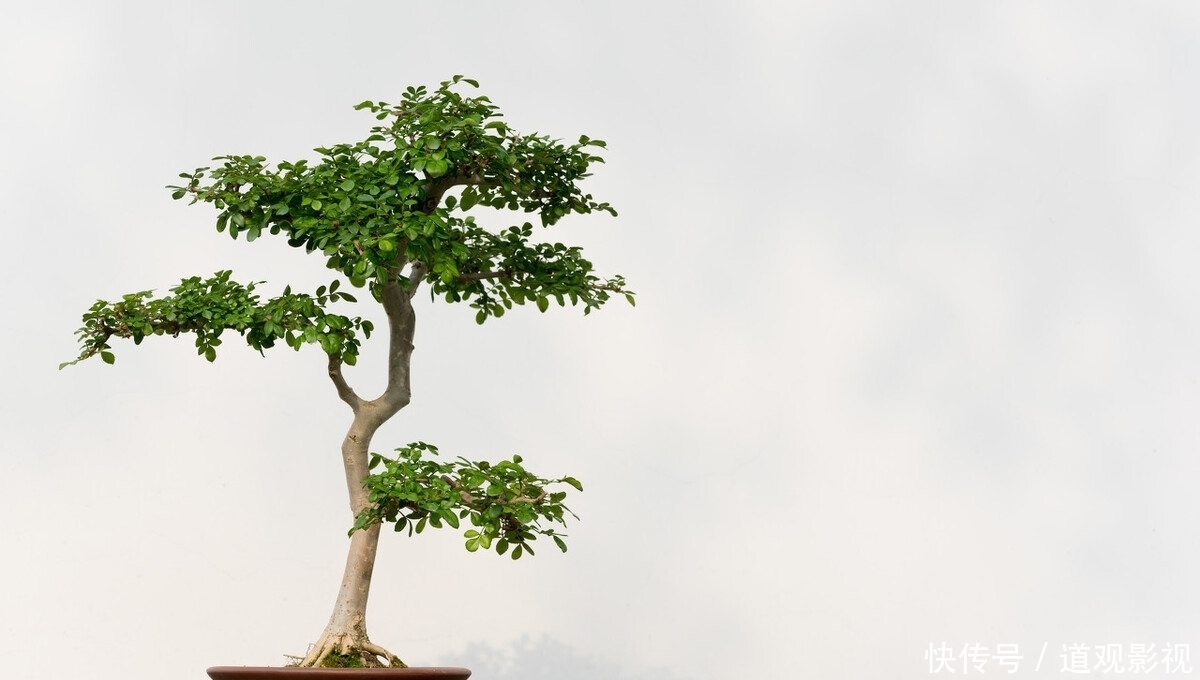 盆景的养护工作中,频繁出现徒长枝,4点原因要牢记,及时改正