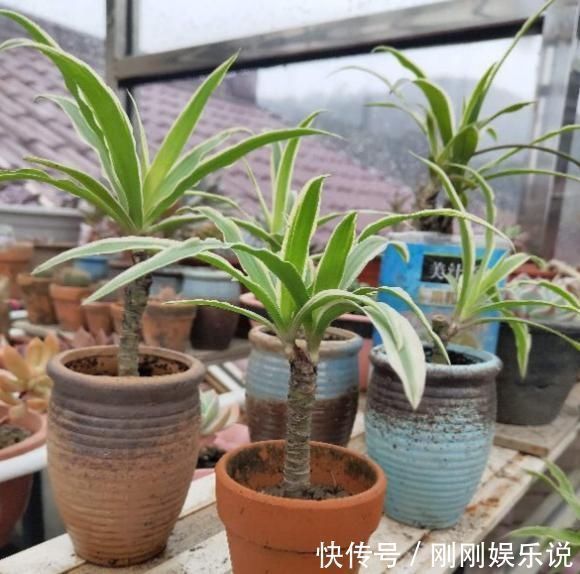 吊兰|吊兰养出新花样,垂藤多如麻,如天女散花,还能养成独杆老桩子