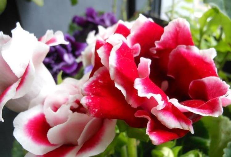 家里不妨养这些花，开花贼美丽，轻松长一大丛，花开烂漫惹人爱