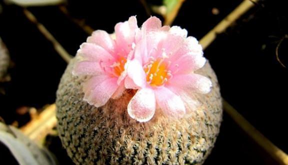 绵毛|8种奇异有趣的仙人掌,见过5种的人就神了