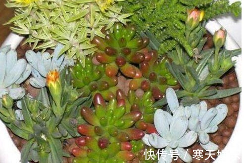 养花有“二宝”,什么花草都能养,用了后叶子油绿狂开花!