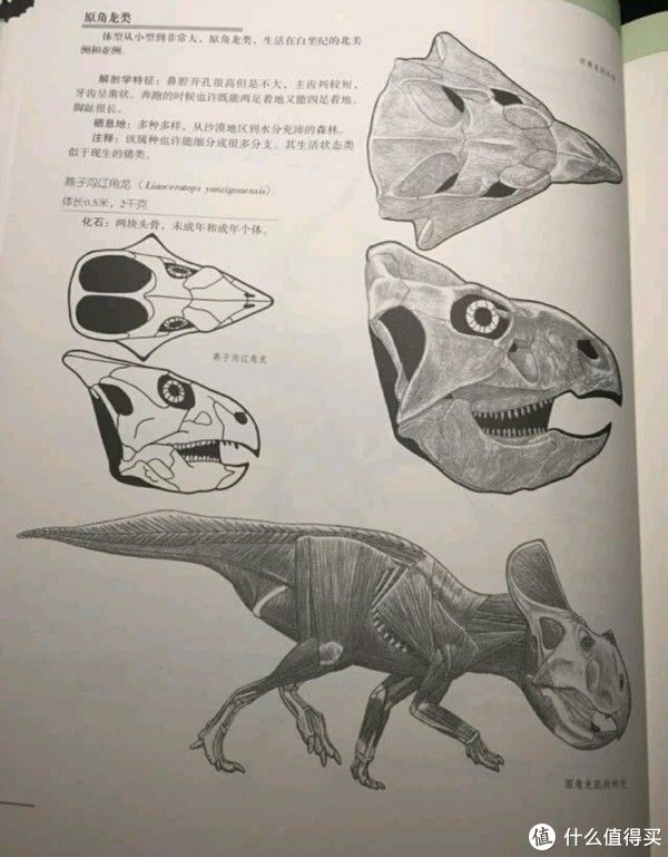  a3640|2020让你爱上的“骨”生物科普书