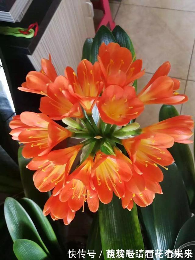 钾肥|君子兰长得太慢学几招,叶子猛长花开不断,美翻天!