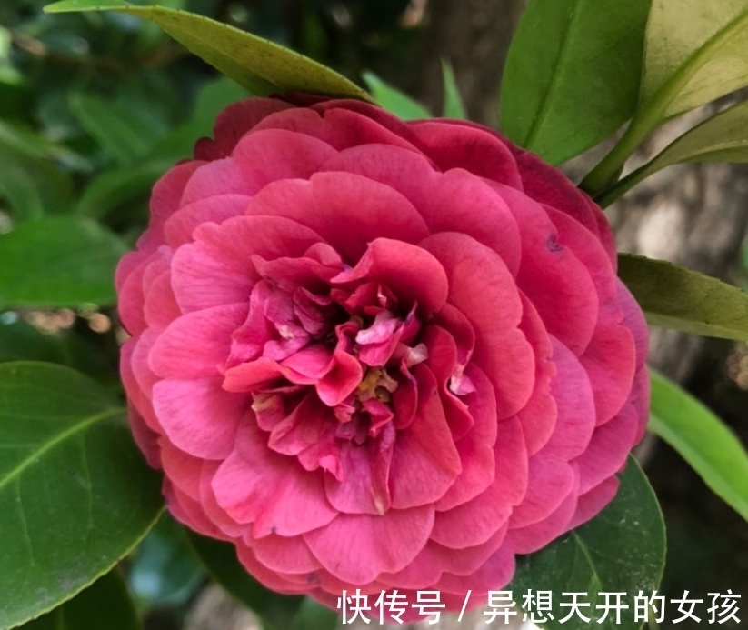 10种需要“干养”的花,不要''灌''着它们,不然全都烂根
