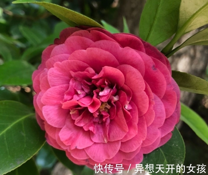 花卉|10种需要“干养”的花，不要''灌''着它们，不然全都烂根