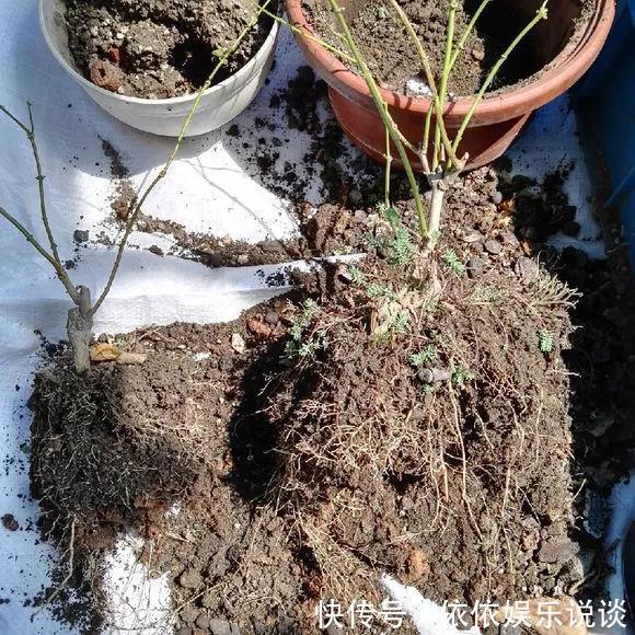 养花技巧老花匠告诉你3种土别乱用,3种肥不能施