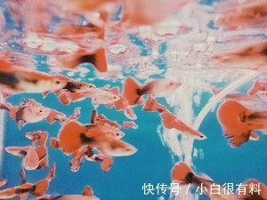 中风|这4种鱼或含有甲醛和重金属,尽量少吃,建议了解一下