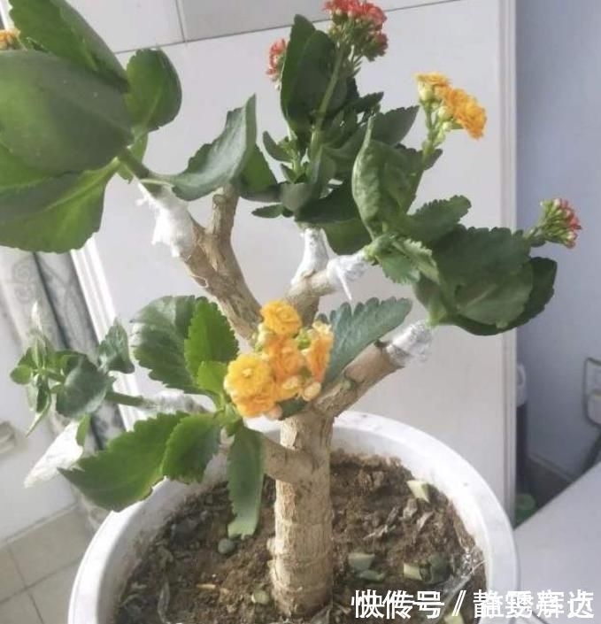 小花|聪明人把长寿花嫁接在老桩上，爆盆简单开花多，一盆花全是花枝