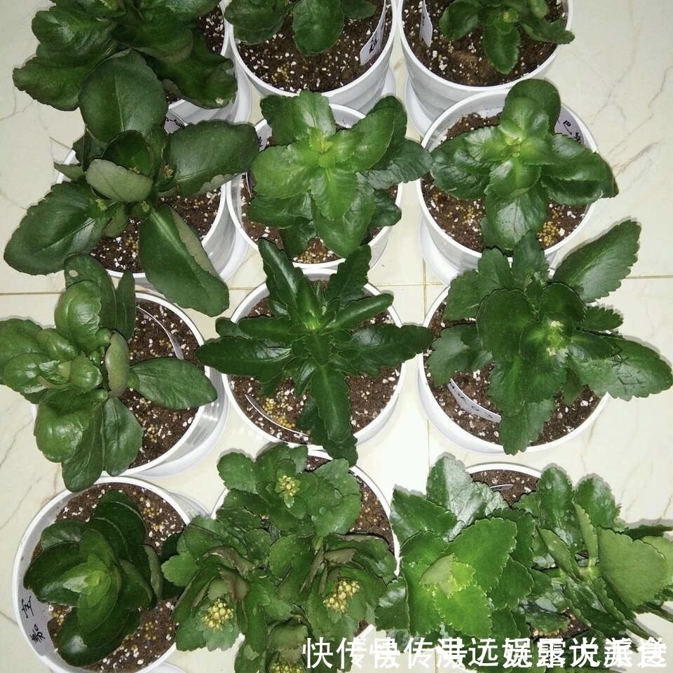 蟹爪兰|4种花现在扦插,枝条扔土里“生根快”,当年开花,变成养花大户