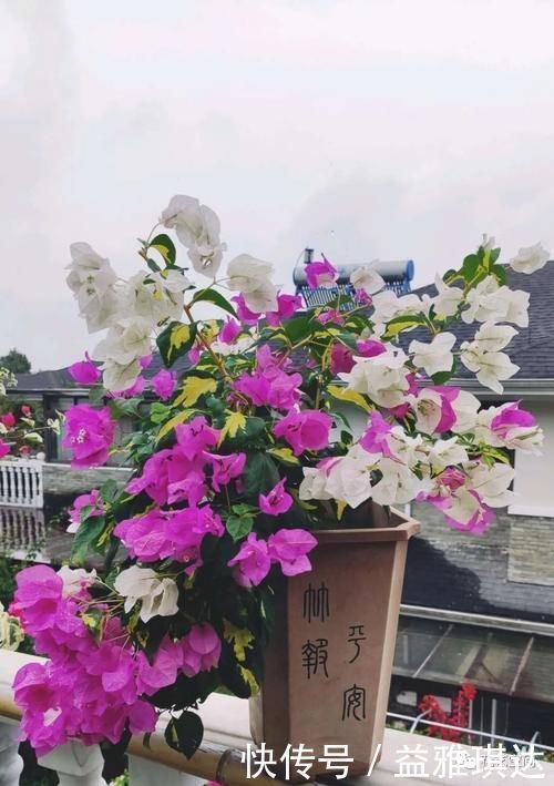 三角梅,蟹爪兰开花少,教你一个“土方法”,轻松爆花!