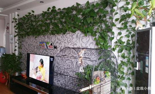 头次见绿萝这样养,2个月养出30盆,屋里叶子爬满墙