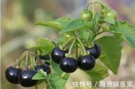 野果|有种野果名字生僻功效多,城里人都爱吃,种植的人说技术简单