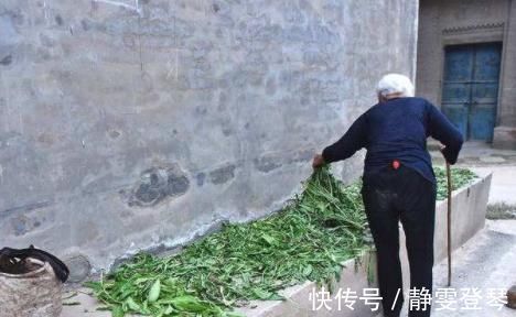 肝脏|蒲公英加上此物一起冲泡,坚持喝一个月,肝脏变干净,胃也更好了