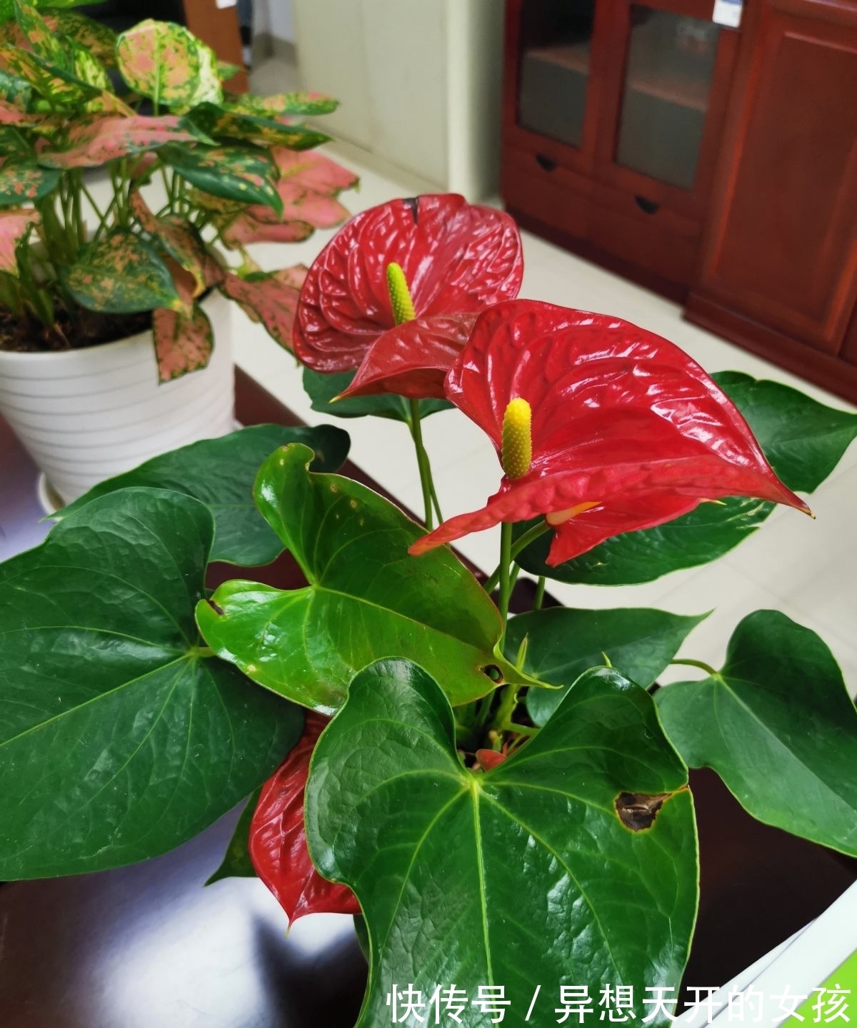 10种需要“干养”的花,不要''灌''着它们,不然全都烂根