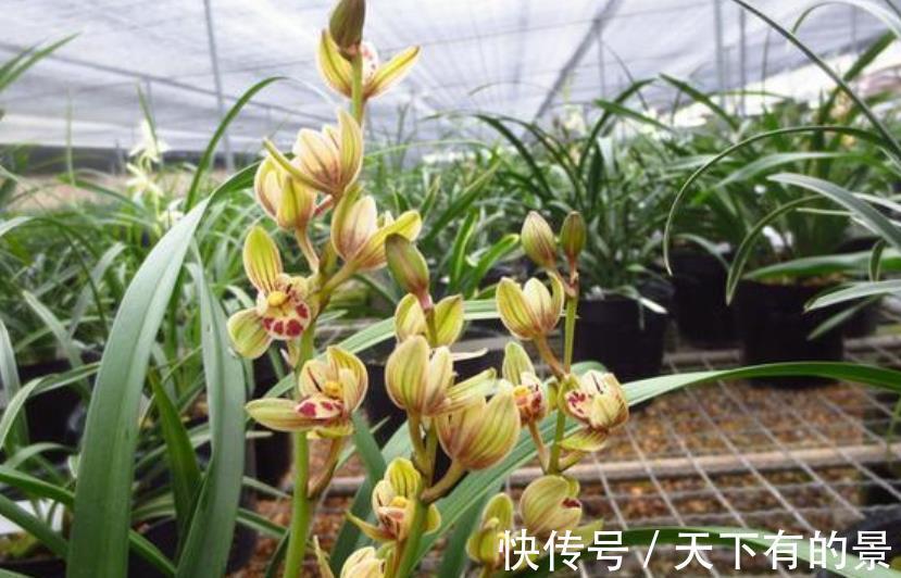 想要建兰一年多次开花?牢记3个要点,可以多季节开花