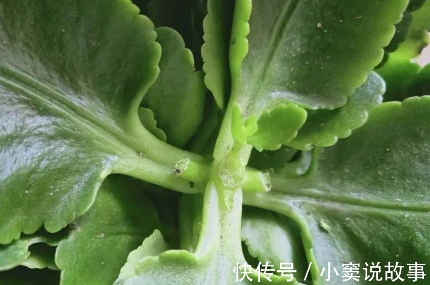 金枝玉叶不能长太高,越矮越值钱,一长高就砍!