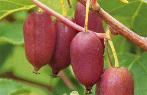 减肥瘦身|聪明女性常吃三种食物,能润肠通便,减肥瘦身,大肚子不见了