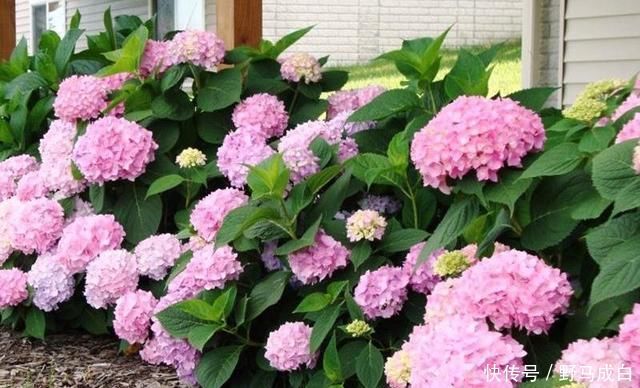 芒种过后,自制3种“浇花肥水”,一个月喂2-3次,根壮叶绿、花艳