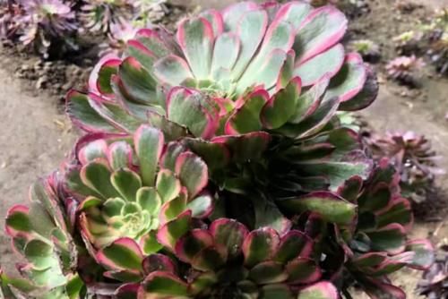 多肉红覆轮锦是最容易变异的法师，这些法师品种都跟它有莫大的关系